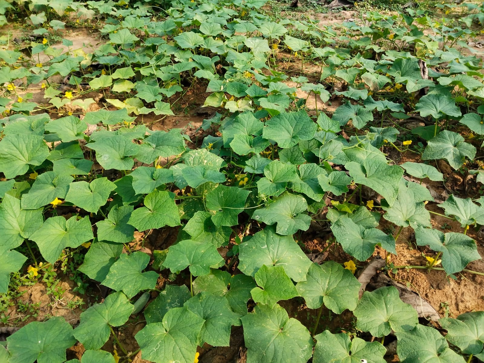 Successful Field Visit – Crop Development, Disease Management & High-Yield Farming