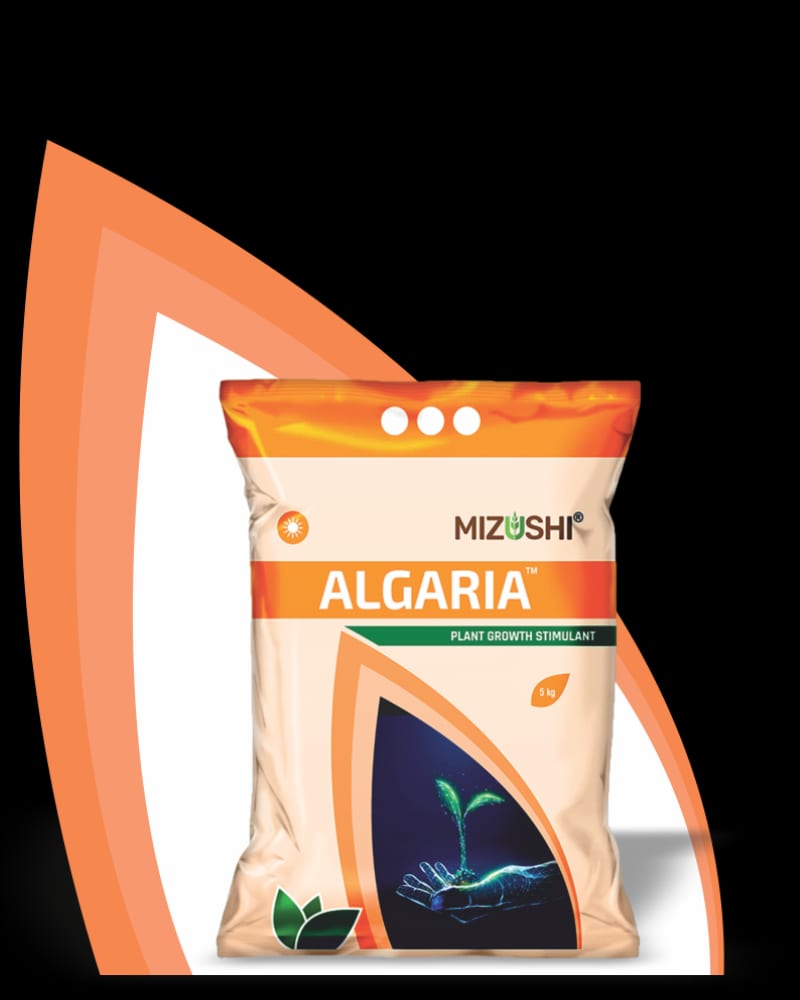 Algaria